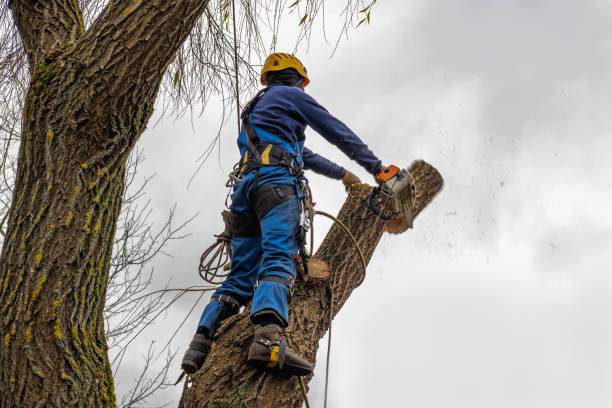 Best Tree Disease Treatment  in Newpt, OR