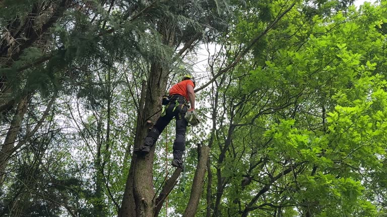 Professional Tree Removal in Newport, OR